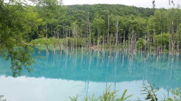 美瑛の青い池
