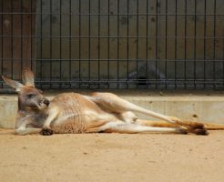 動物との触れ合いがテーマの新婚旅行