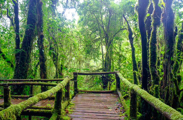 世界最古の熱帯雨林「ウエット・トロピックス」
