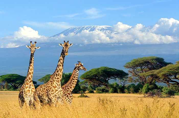 アフリカ最高峰キリマンジャロの眺め